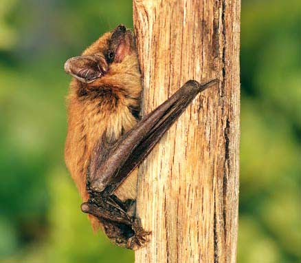 brown bat on tree