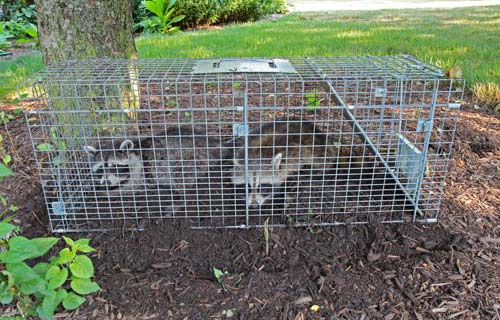 Raccoons in trap, trapping Raccoons