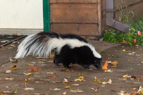 skunk around home